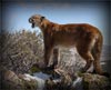 Mountain Lion