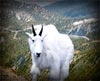 Mountain Goat