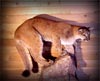 Mountain Lion